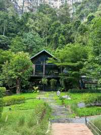 Into the forest  krabi🍃