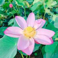 Taipa Wetland Park 