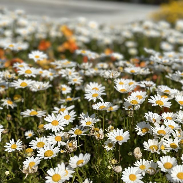 부산 다대포해수욕장 산책코스