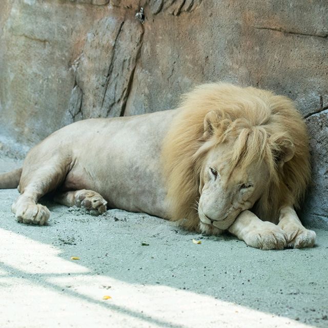 馬來西亞 | Sunway Lagoon 之動物世界