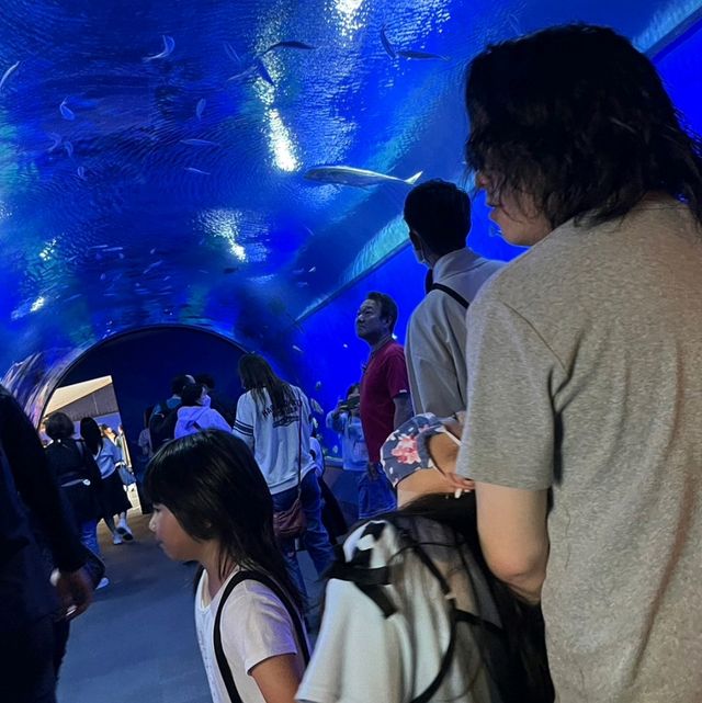 【大阪最大】何度も行きたい水族館！