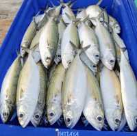 Local fishing market jomtien beach