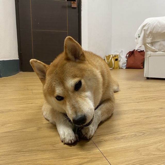 閒雲小居會館💤