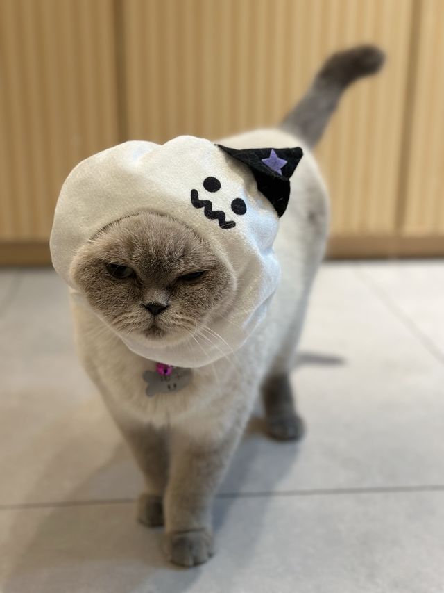 一家大細開心嘅喵喵cafe-「😺URBAN cafe」