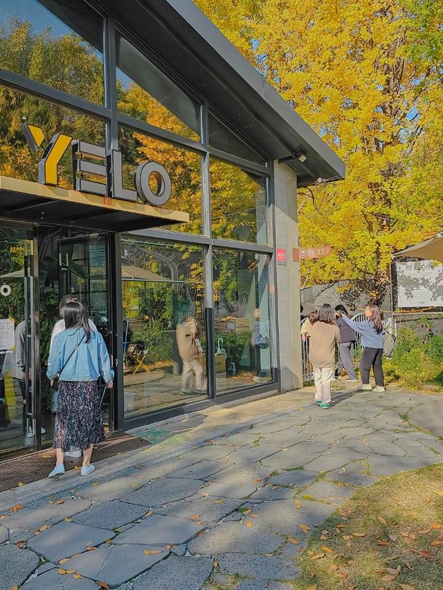 가을이 오면 무조건 가야하는 카페 고양 옐로커피