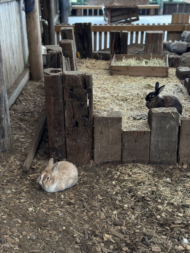 Makaino Farm next to Mt Fuji