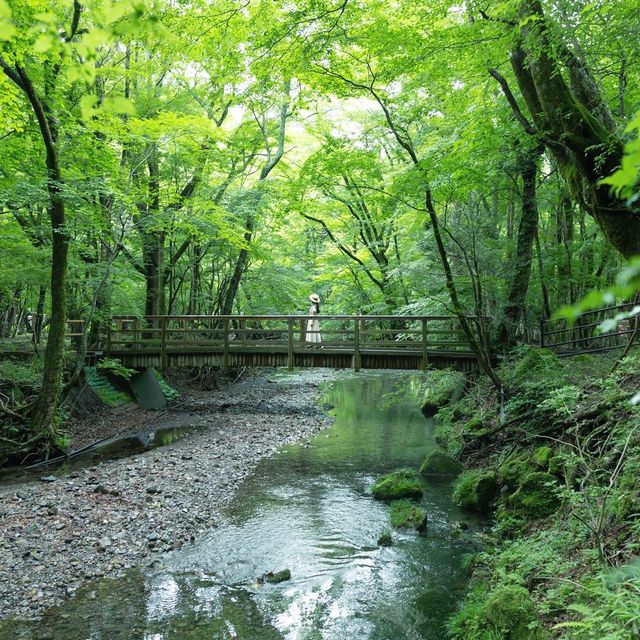 【大分】ジブリの世界観⁈男池湧水群