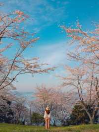 【香川】世界の訪れるべき52ヶ所にも選ばれた！四国を代表する絶景桜スポット！