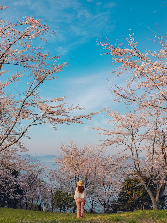 【香川】世界の訪れるべき52ヶ所にも選ばれた！四国を代表する絶景桜スポット！