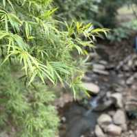 深圳仙湖植物園，愛花人士必到景點