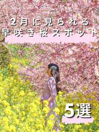 2月に見られる 早咲き桜スポット5選