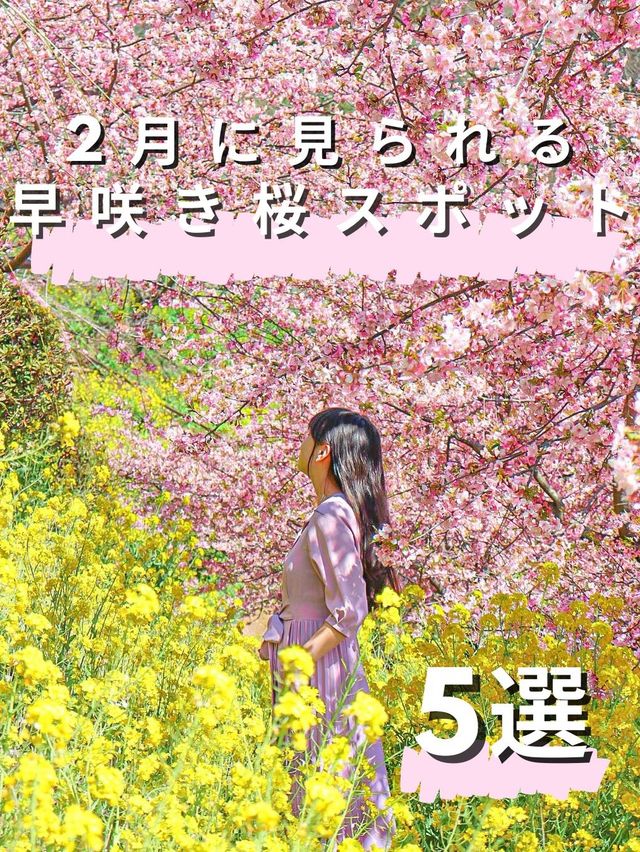 2月に見られる 早咲き桜スポット5選