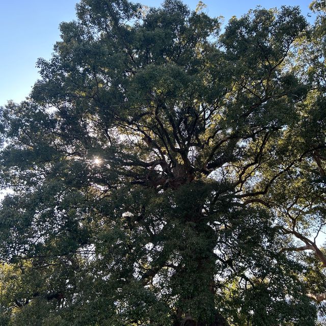 300-years old tree in Kumamoto,Japan