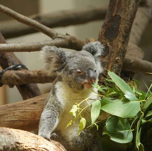 Kanazawa Zoo