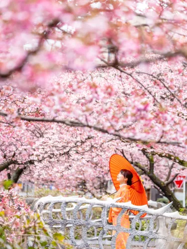 日本で1番最初に咲く桜?熱海桜】 | Trip.com 熱海