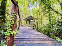 Showing diverse tropical rainforest families.