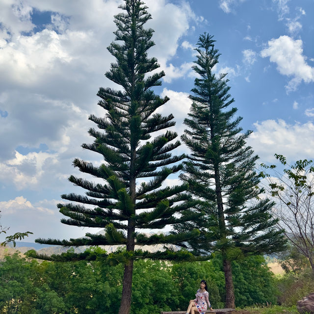 ภูป่าเปาะสวยตระการตา