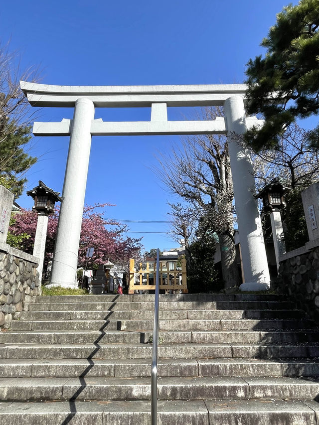 【新宿下落合氷川神社/東京都】歴史深い神社と河津桜
