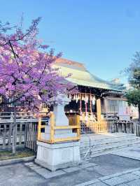 【新宿下落合氷川神社/東京都】歴史深い神社と河津桜