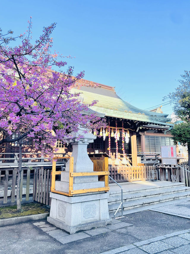 【新宿下落合氷川神社/東京都】歴史深い神社と河津桜