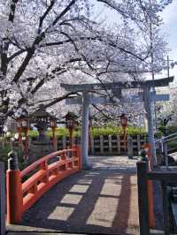 【京都×桜】本当は教えたくない🙅京都駅から徒歩圏内の穴場の桜スポット🌸