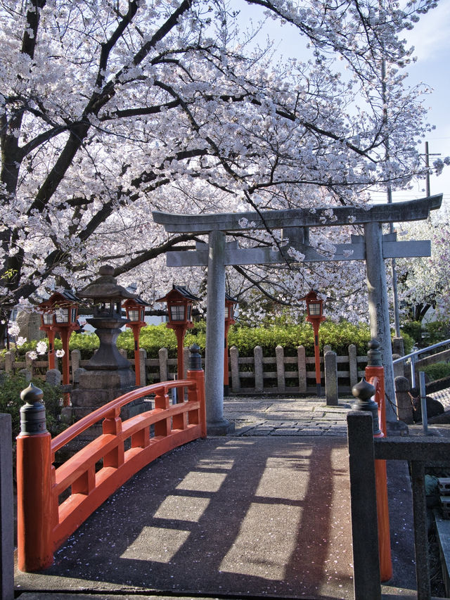 【京都×桜】本当は教えたくない🙅京都駅から徒歩圏内の穴場の桜スポット🌸