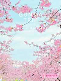【群馬】超穴場!!絶景の桜並木が見れる!!春のおでかけスポット🌸