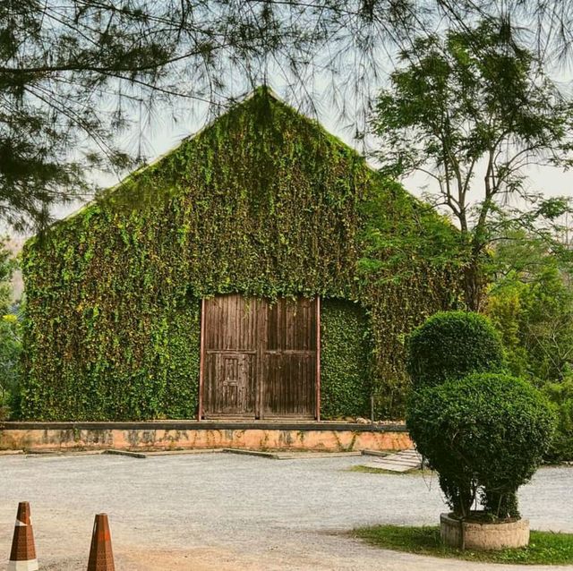 อัพเดตล่าสุด ดอกเหลืองชัชวาลย์🌼 คาเฟ่เขาใหญ่