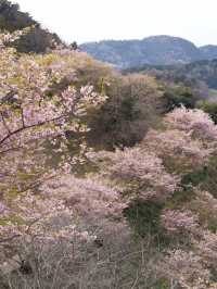 千葉の河津桜🌸佐久間ダム湖