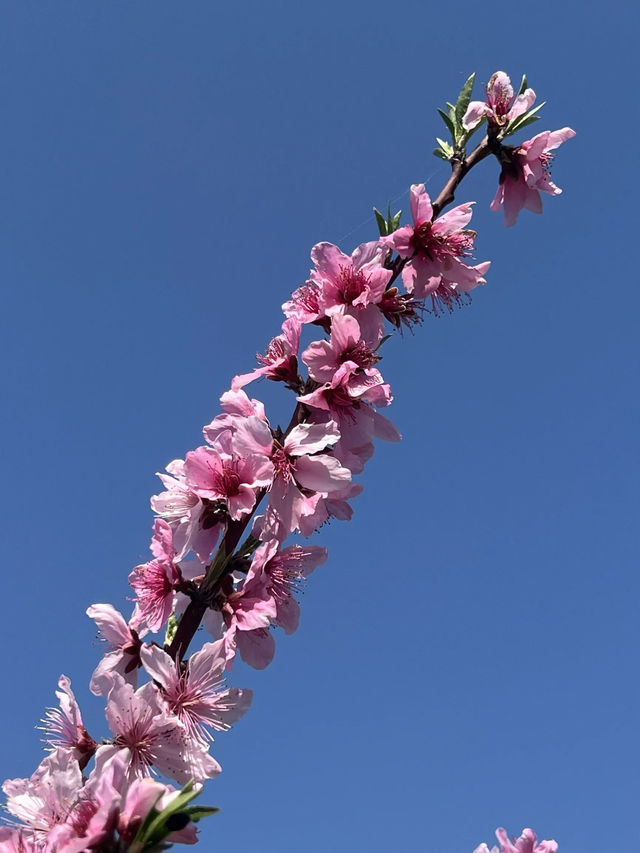 【うきは観光】桜の季節がオススメな山の上の絶景スポット