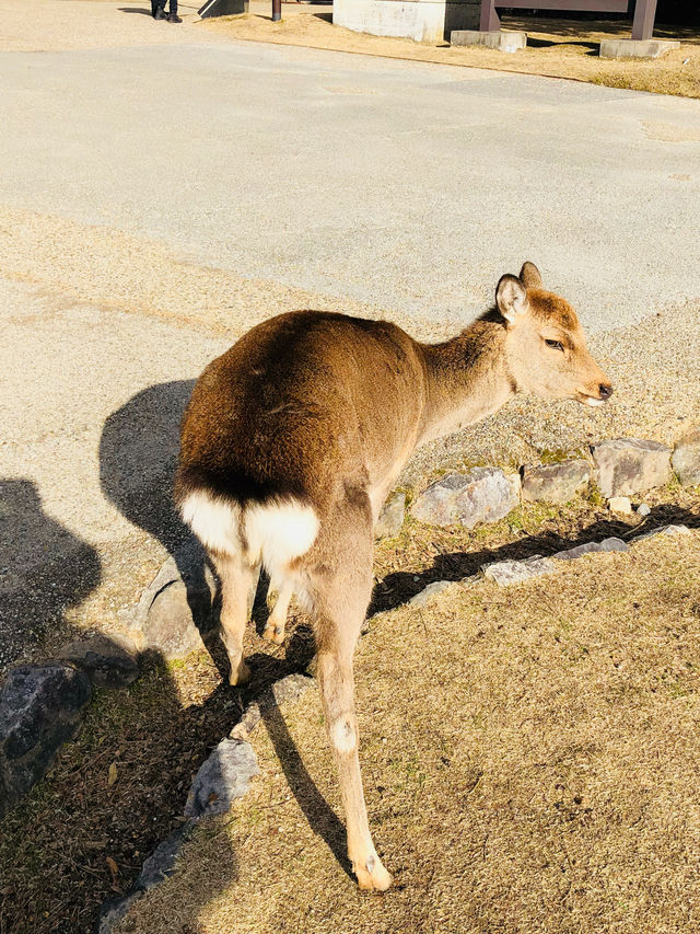 사슴천국 오사카 나라공원🫎