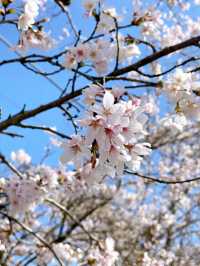 Enchanting Cherry Blossoms of Japan 🌸 🇯🇵