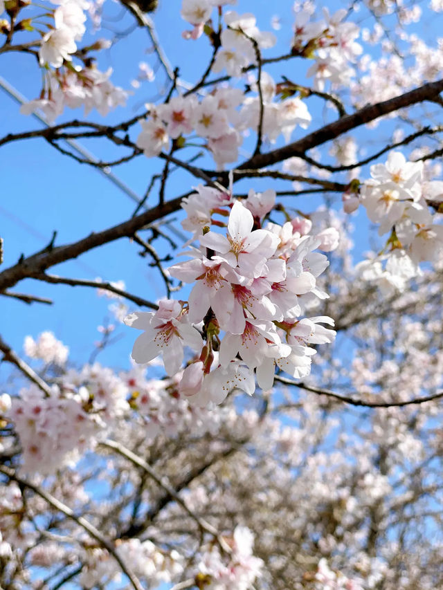 Enchanting Cherry Blossoms of Japan 🌸 🇯🇵