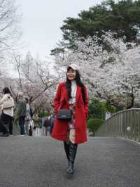 Hamamatsu Flower Park สวนดอกไม้ซากุระบานฉ่ำ