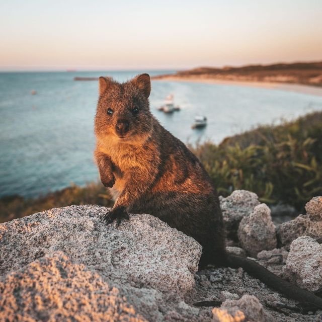 Rottnest Island: A Day in Paradise