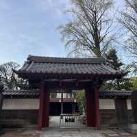 【今の時期桜がきれいな寺院】祥雲寺