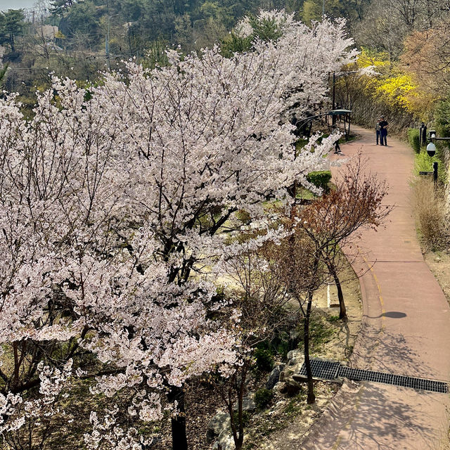인왕산 자락길에서 즐기는 벚꽃놀이🌸