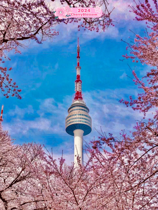 🌸 Cherry Blossom Trip, Korea 🇰🇷