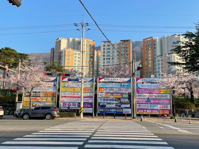 Gyeonghwa Station Cherry Blossom Road