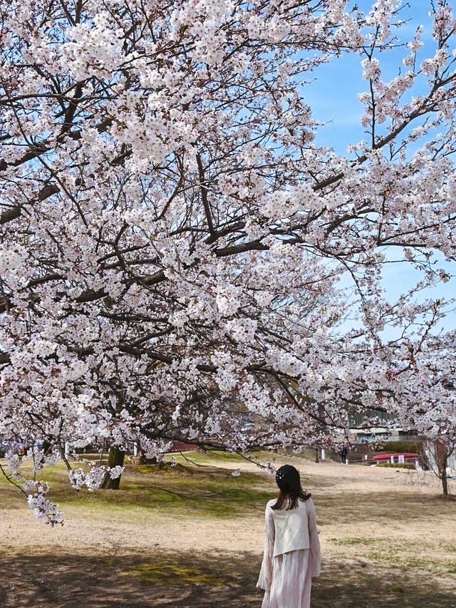 【富山】世界一美しいスターバックス！？もある公園