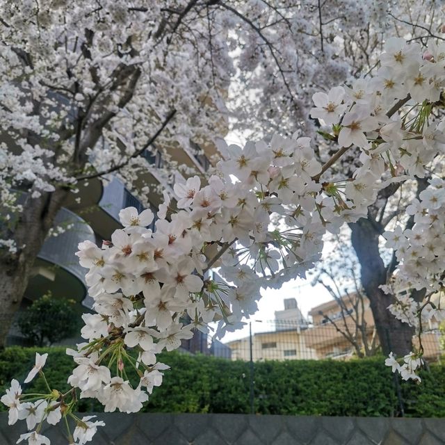 ดอกซากุระสวยๆหน้าฐานทัพอเมริกันที่อสึงิ คานากาวะ