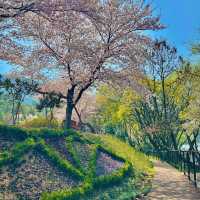 애견동반 가능한 무안 벚꽃+저수지 산책로