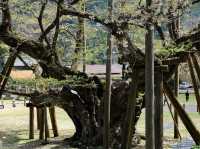 🌸淡墨公園：春天賞櫻，適合家庭、情侶、攝影愛好者