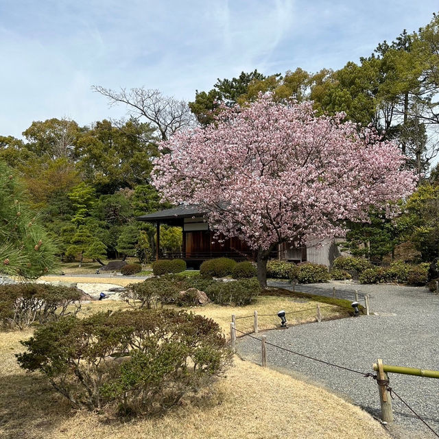 京都の綺麗な桜達🌸