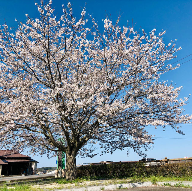 益子町🌸川沿いに佇む一本の桜🌸