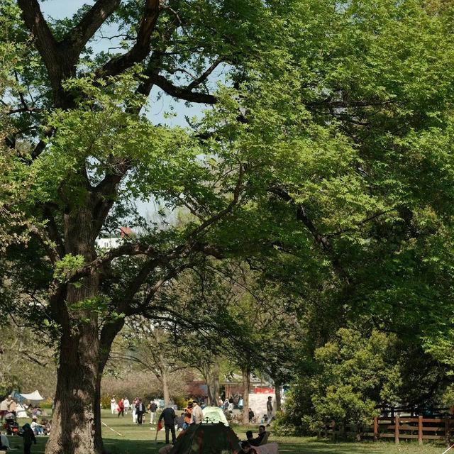 六福村野生動物園：近距離欣賞珍稀動物，親子娛樂的理想去處