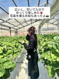 いちご狩り🍓10種のいちごを食べ放題！【神奈川】