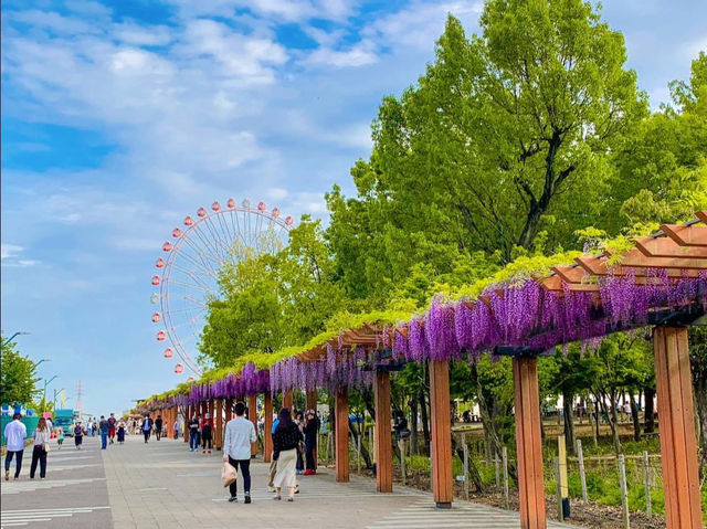 ดอกวิสทีเรีย (Wisteria) ที่เมืองKariya 🌆🎡🪻