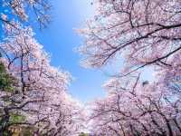 上野恩賜公園櫻花