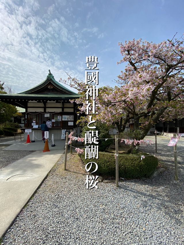 【2024桜】成長が楽しみ大阪豊國神社と醍醐の桜